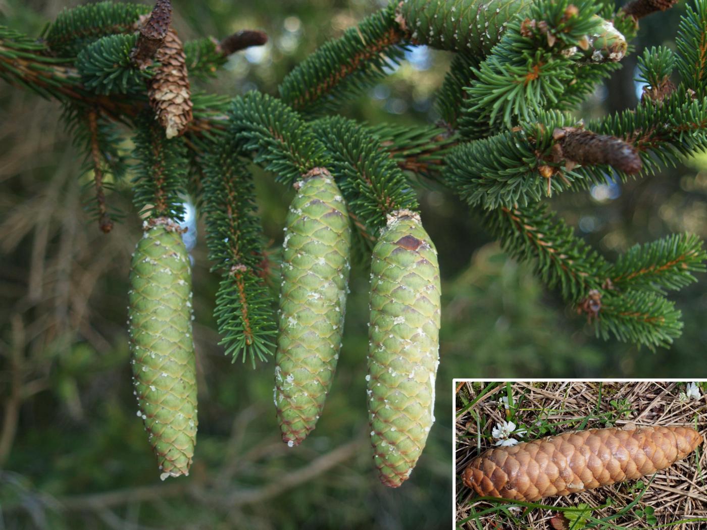 Spruce, Norway (Xmas tree) fruit